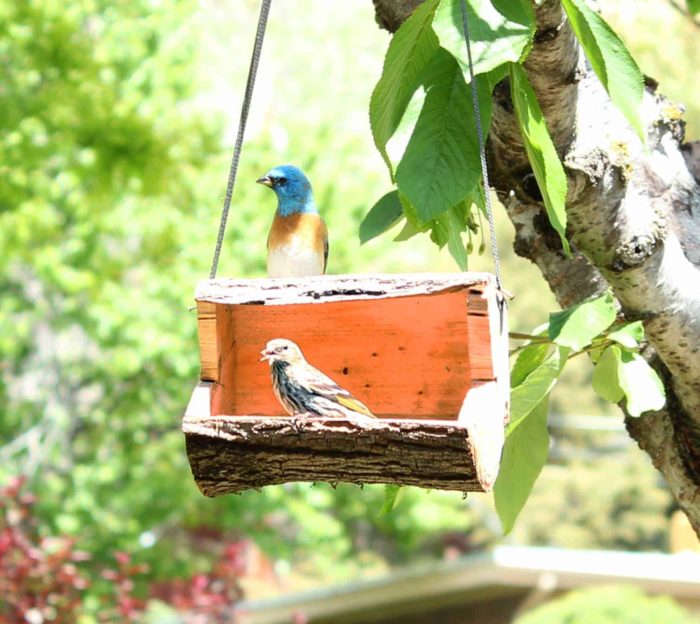 Build a feeder and two bird houses from a woodworking plan