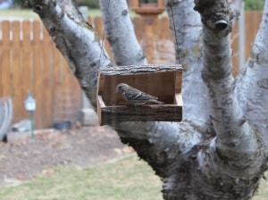 Pine Siskin bird on our log bird feeder from a woodworking plan